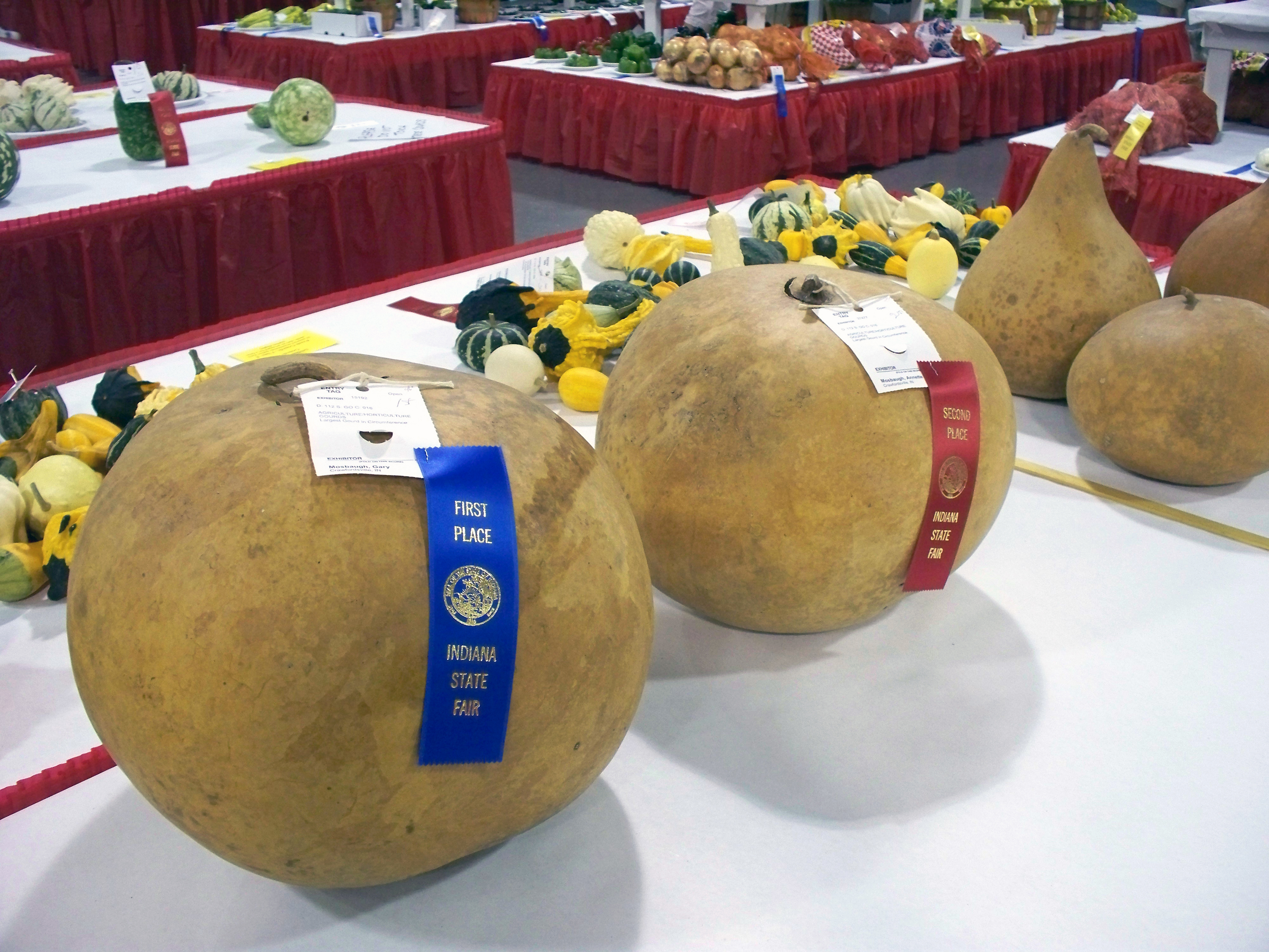 Photo of gourds at a fair with blue and red ribbons