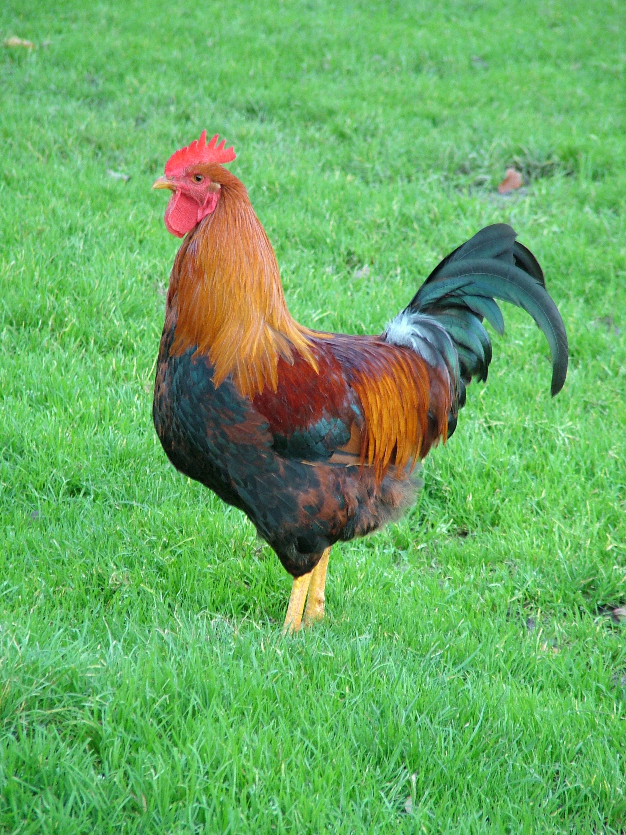 Rooster out in the "free-range"