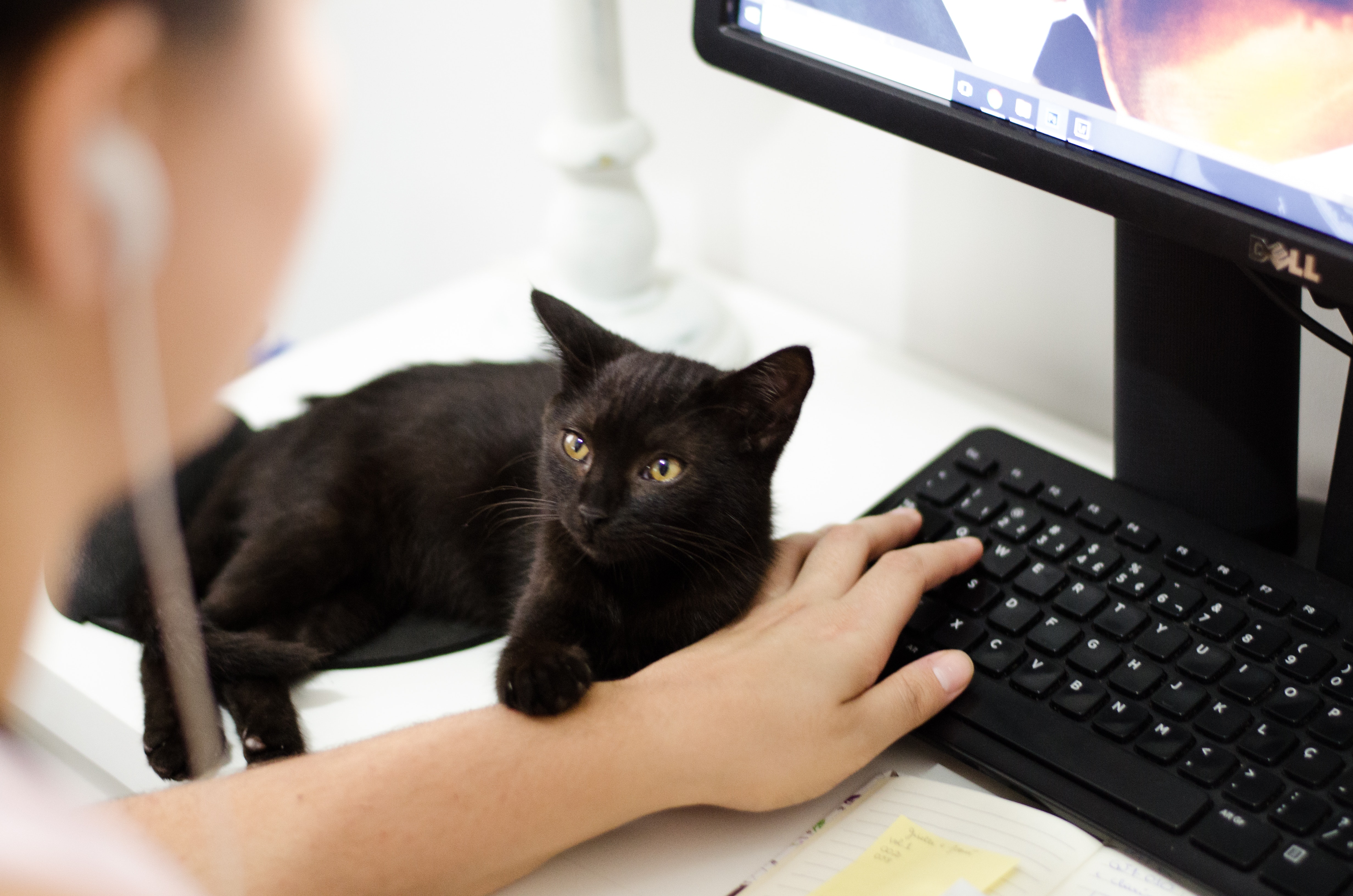 Picture of a person typing on a computer and a black kitten placing his the person's arm.