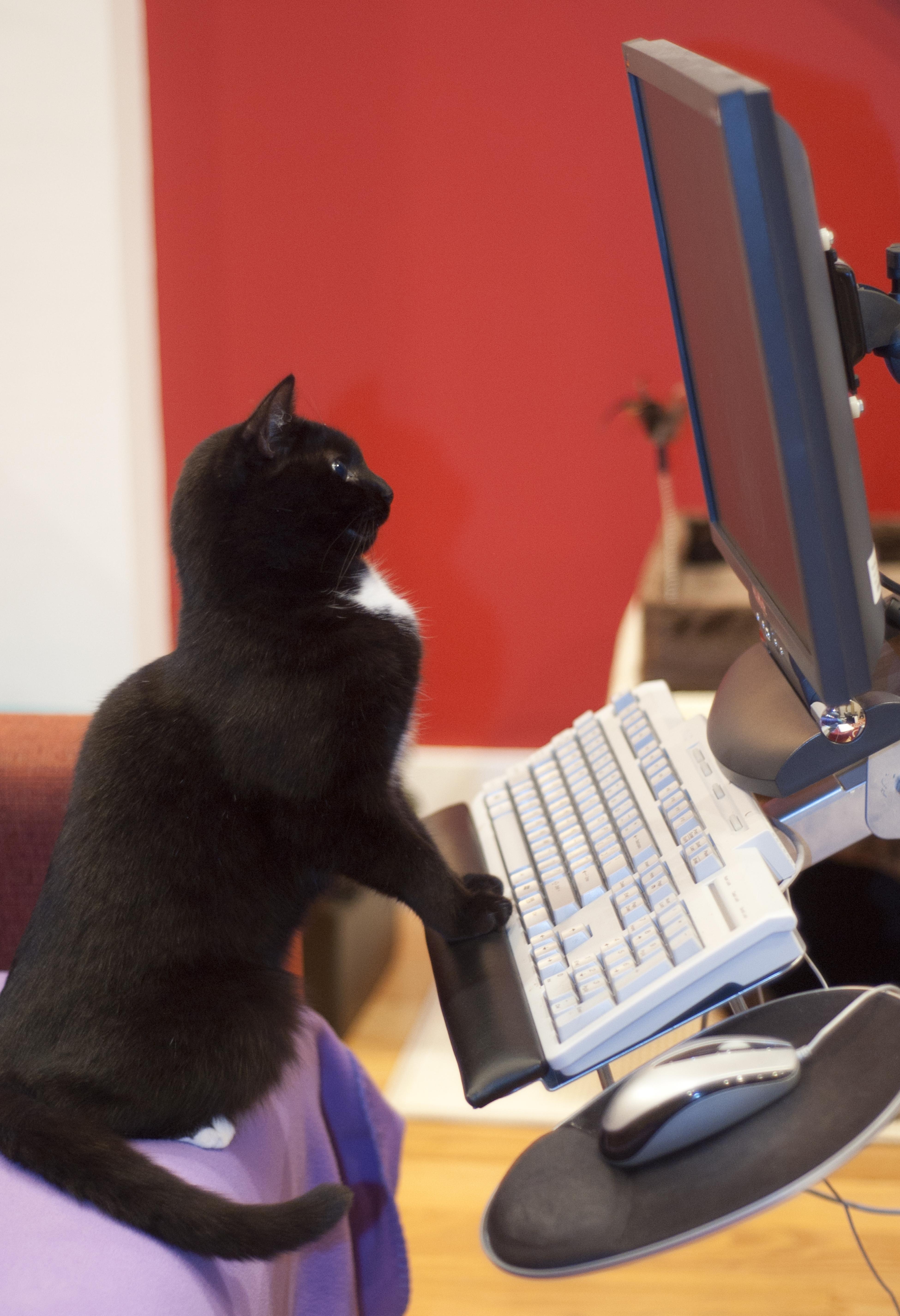 Cat staring intently at a computer screen.