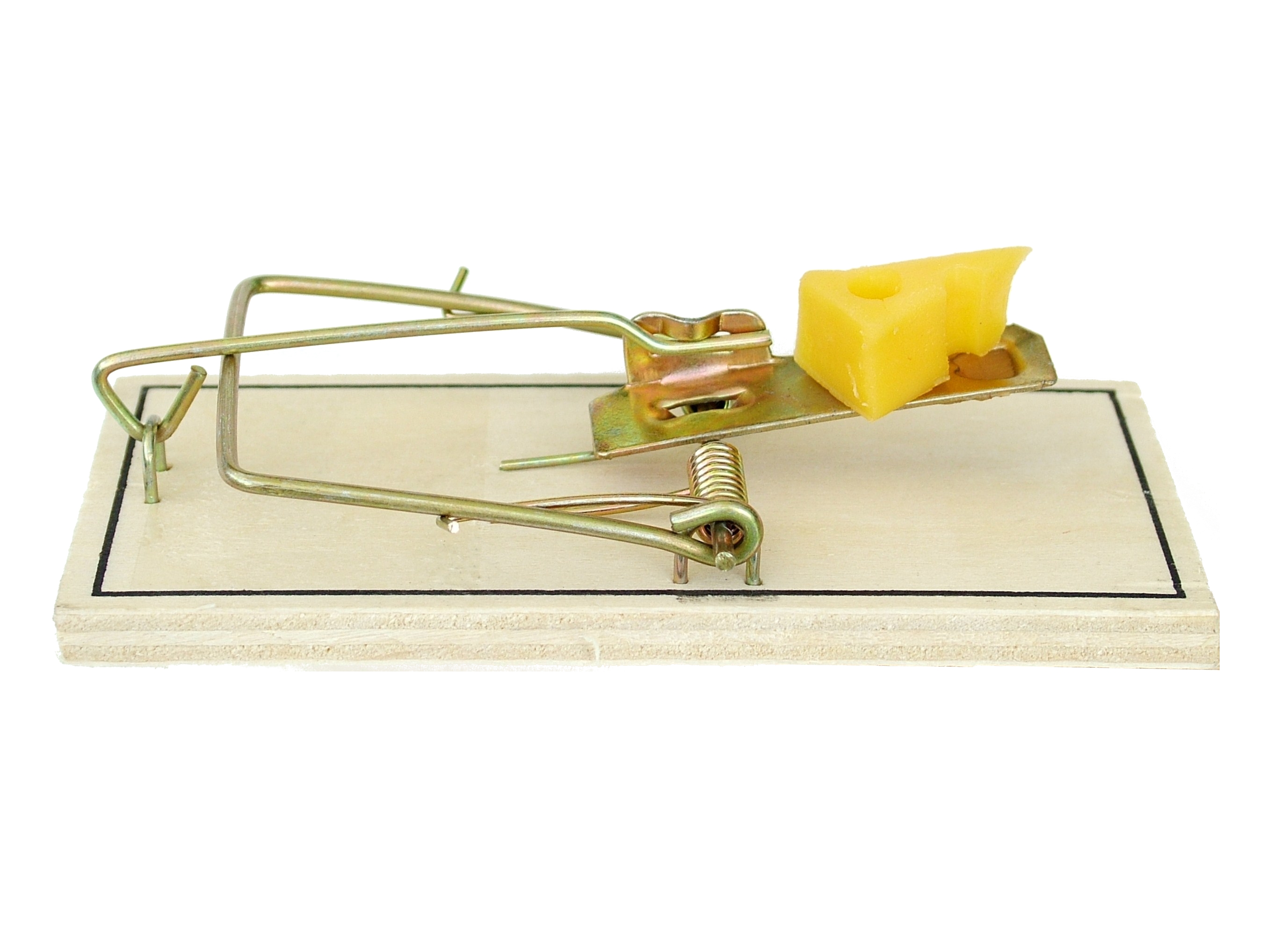 Photo of a rat trap loaded for action with a piece of cheese on the trigger.