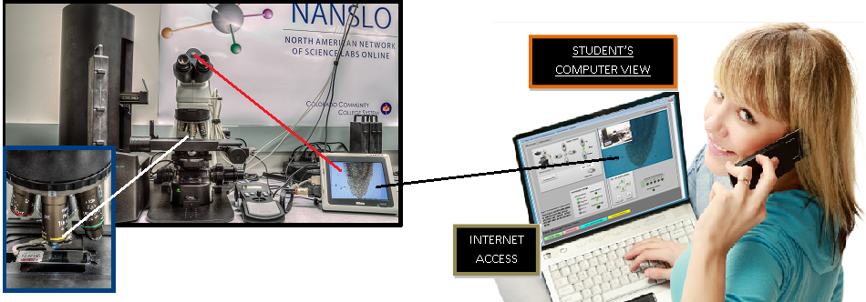 Photographic rendering of a student accessing real lab equipment via the internet using her own computer and talking to the tech via telephone.