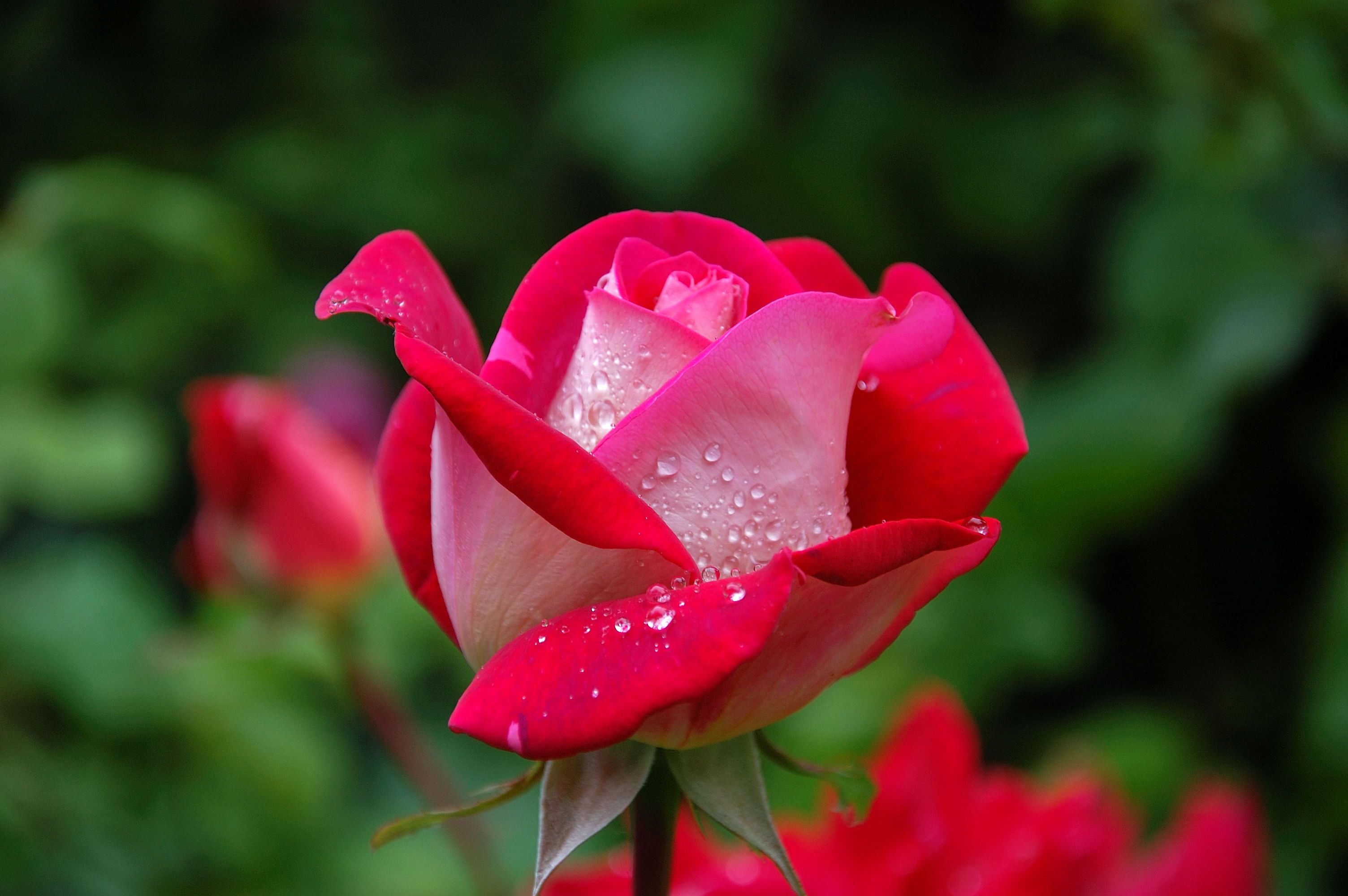 Photo of a red and pink rose in a garden