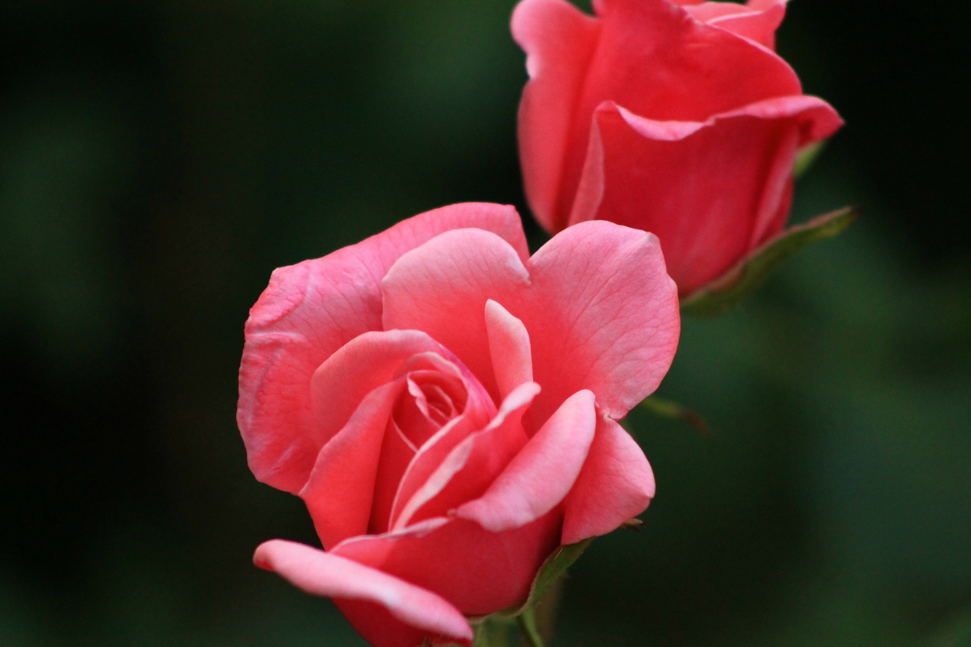 photo of two light pink roses