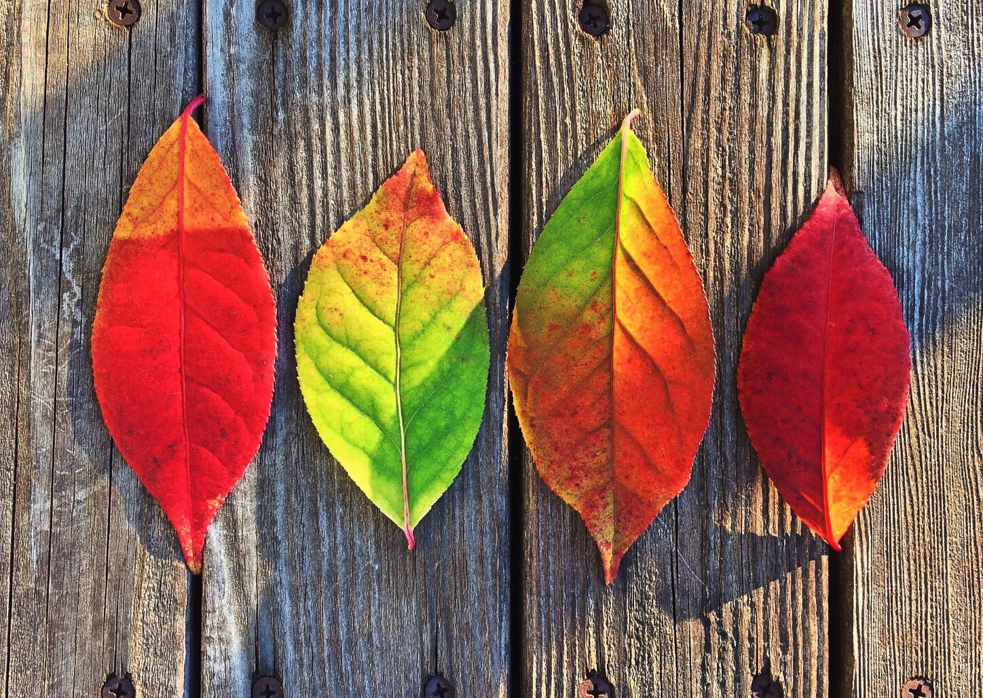 Four fall leaves on peices of wood.