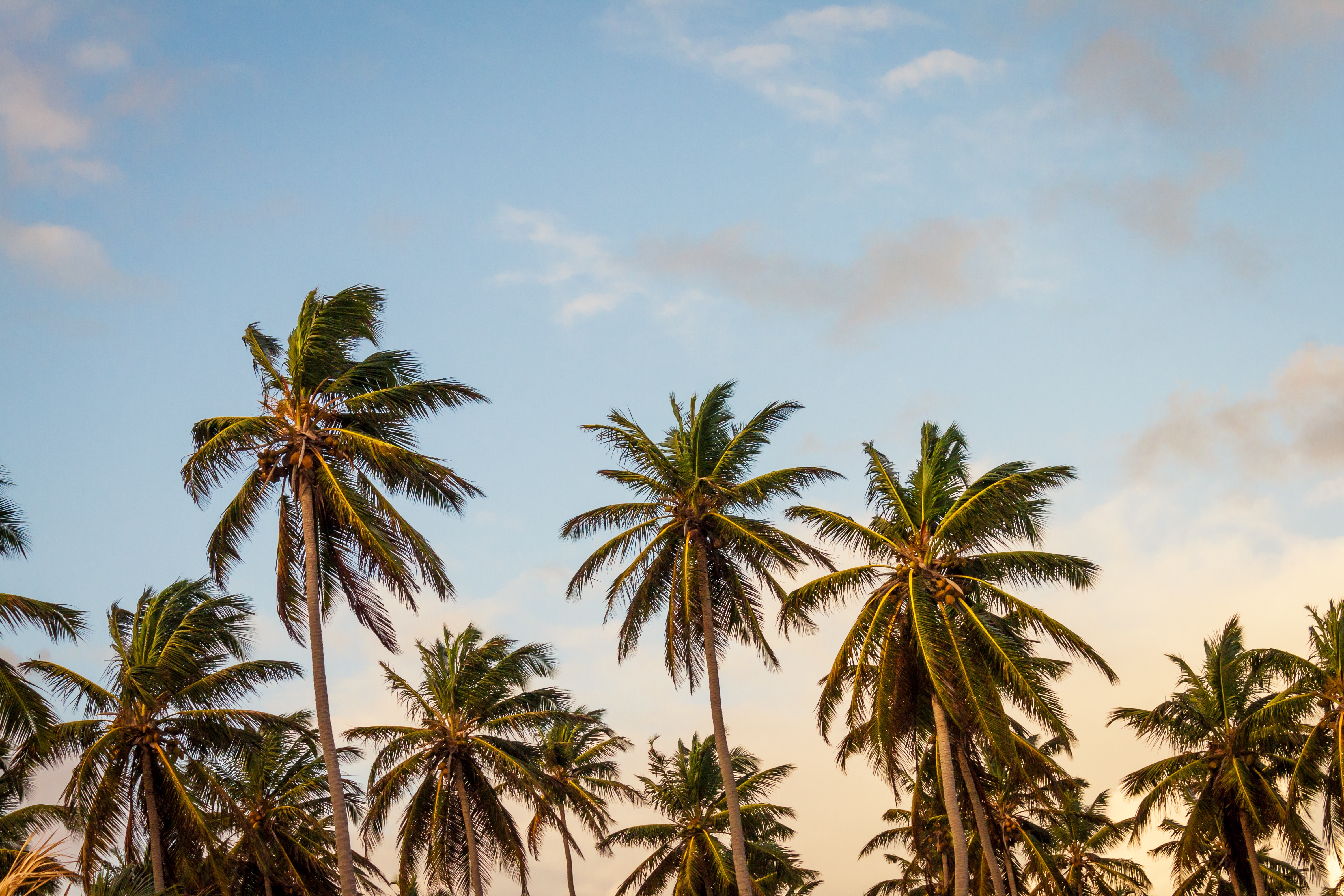 palm trees framed in front of a blue sky with light fluffy clouds