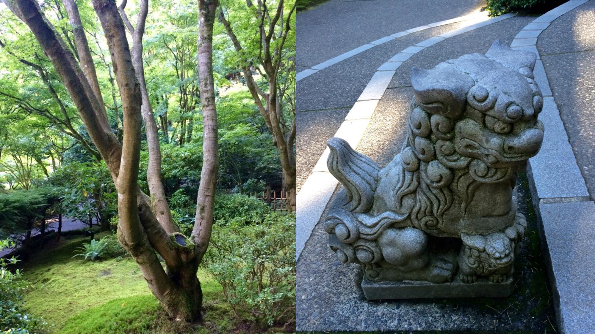 Photos taken at the Japanese gardens in Portland, OR - one of a tree surrounded by green moss and foliage, second of a dragon statue