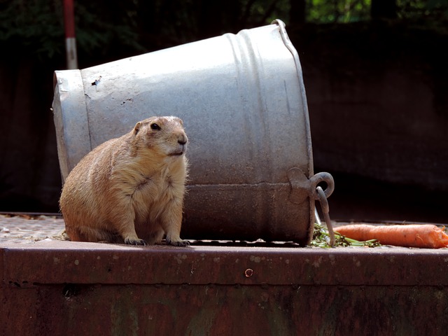 Picture of a groundhog/marmot, standing by a metal bucket.
