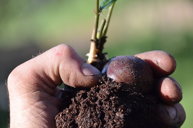 Picture of person's fingers holding some dirt and a chesnut seed.