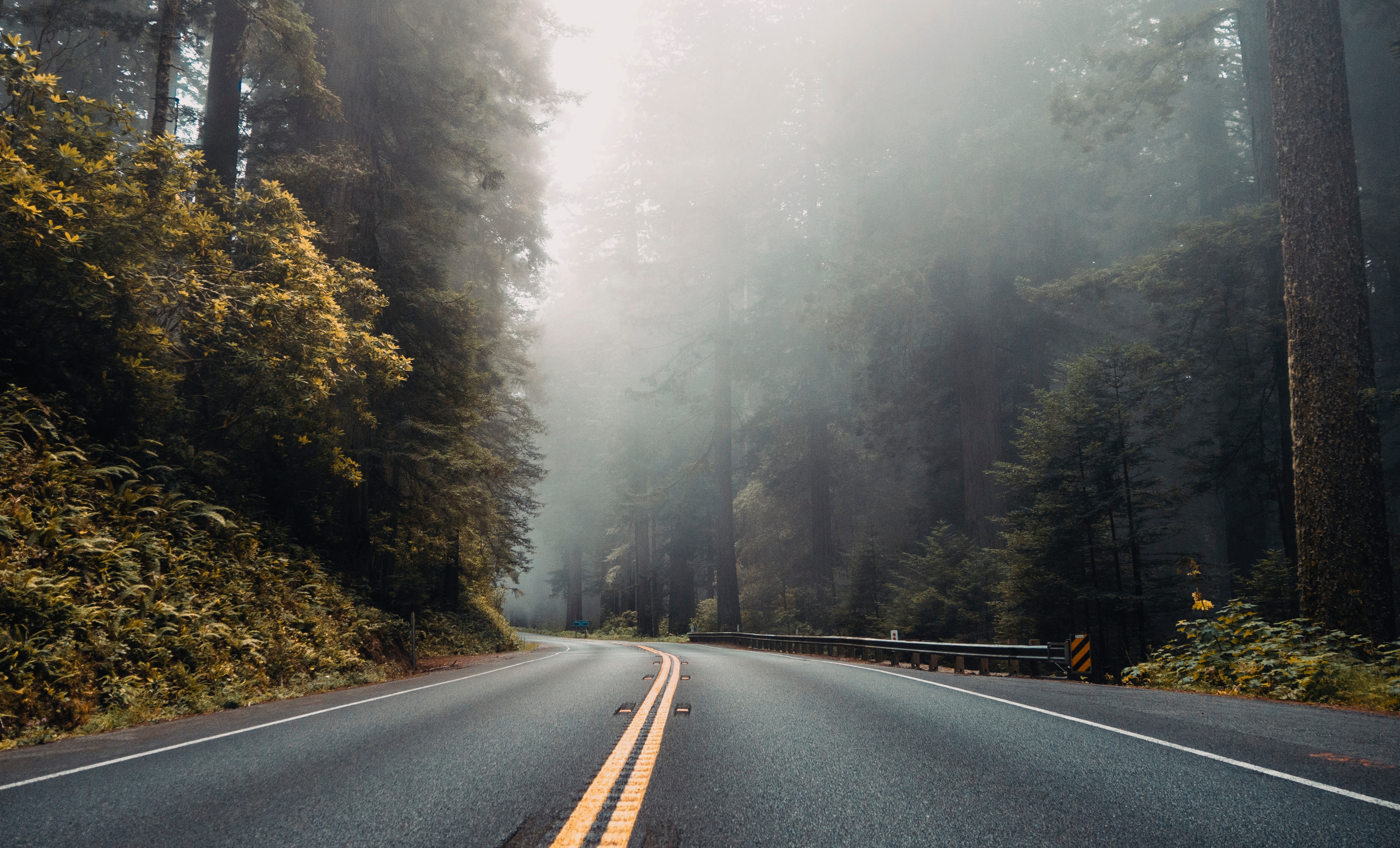 A road with trees on each side and fog over the road