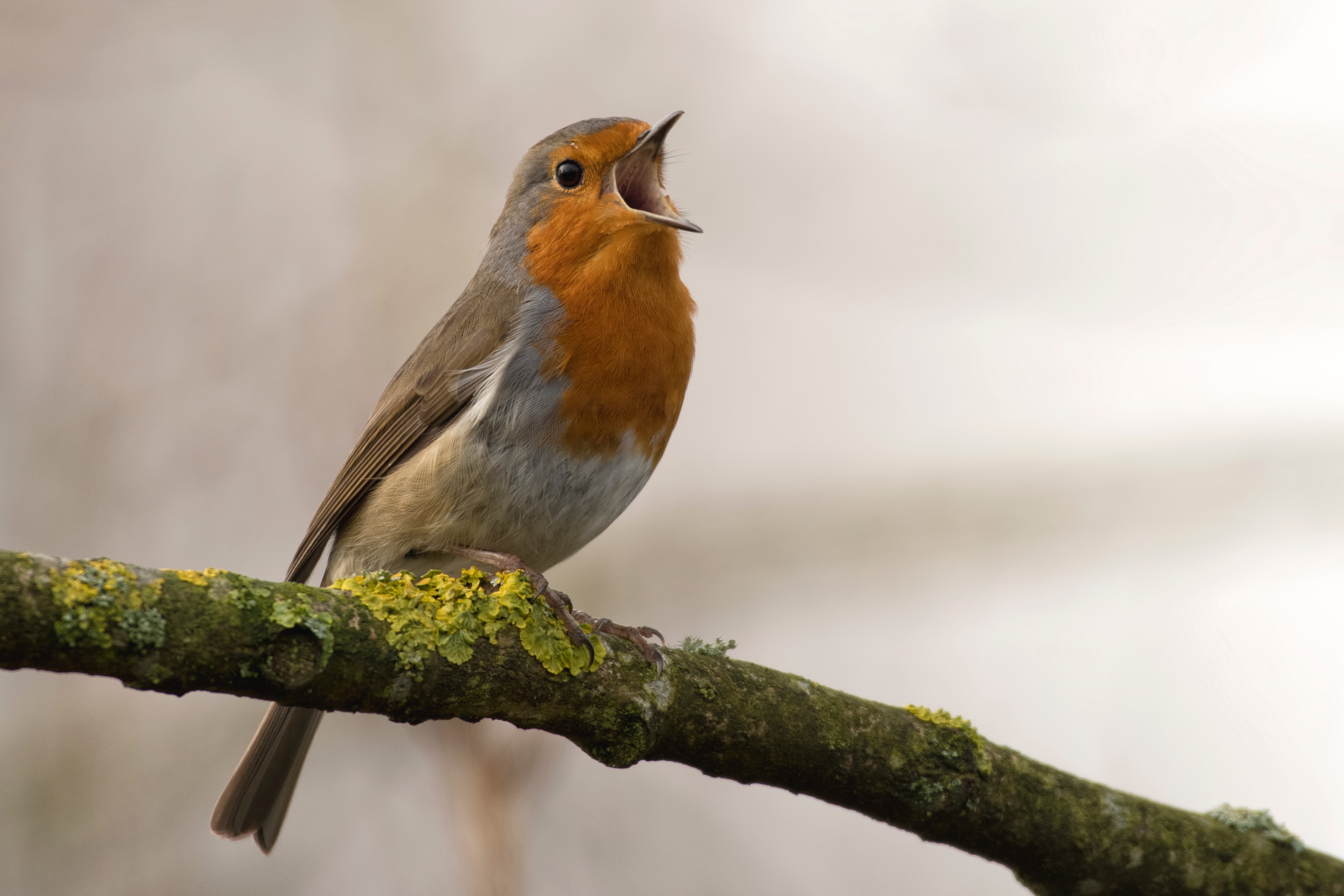 A bird on a tree branch