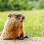 photo of a groundhog