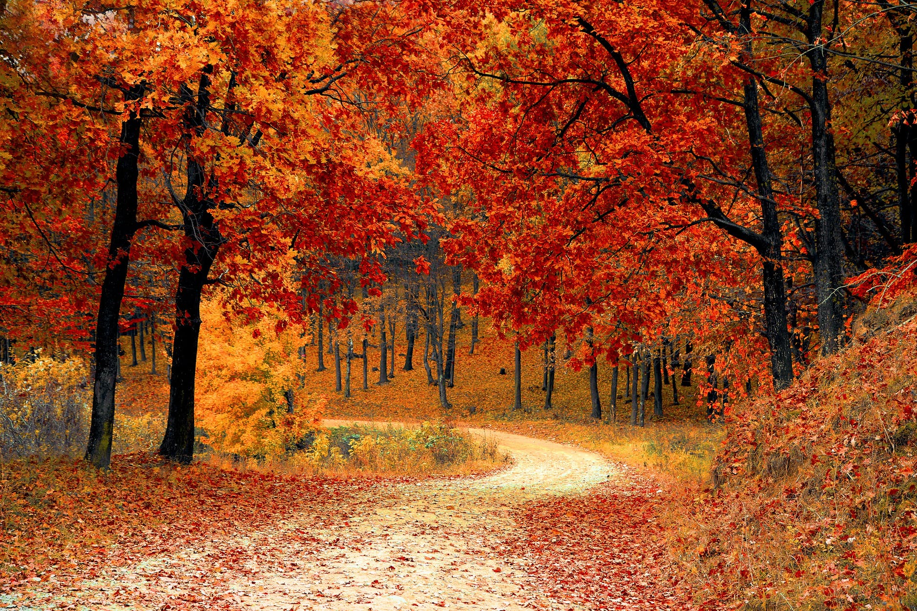 a road surrounded by trees in the fall