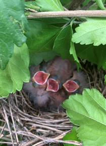 Baby birds in a nest.