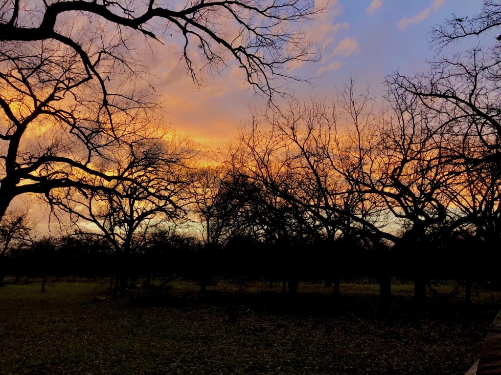 a pink sunset over leafless trees.